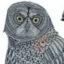 Superintelligence Owl icon