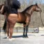Nigga Horse icon
