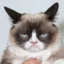Grumpy Cat icon