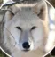 max the wolf icon