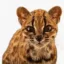 Leopardus Tilcayo icon