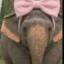 ElephantWifBow icon