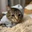 CatWIfBeanie icon
