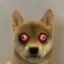 Addicted Inu icon