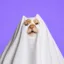 Phantom icon
