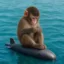 monkeys on submarines icon