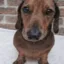 dipdog icon
