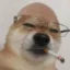 Unc Inu icon
