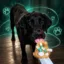 Pump Dog icon