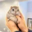 Ezo Flying Squirrel icon