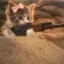 cat wif gun icon