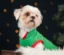 elf shih tzu icon