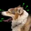 Public Dog icon
