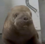 The Lone Walrus icon