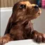 Save Robin icon