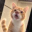 The Pigcat icon