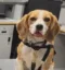 narc dog icon