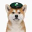 hachi icon