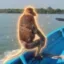 The Odyssean Monkey icon