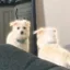 QTIP icon