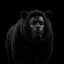 The Black Bear icon