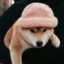 inuwifhat icon