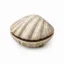 Clam icon