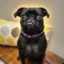 Justice for Cha Cha icon