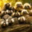 The Stolen Monkeys icon