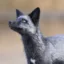 Poochyena icon