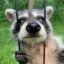 Hoosie icon