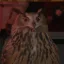 Flaco the Owl icon