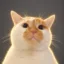 Socially akward Cat icon