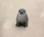 Drooling Seal icon
