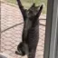 JAILED CAT icon