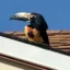 Toucan Sam icon