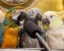 The Parrots icon