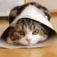 Maru icon