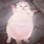 chud cat icon
