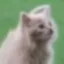 ChipPurr Jones icon