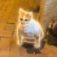 The Istanbul Gigacat icon