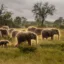 The Guardian Elephants icon