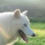 Remus icon
