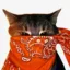 Crime Cat icon