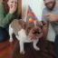 Stupid Frenchie icon