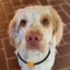 Toby icon