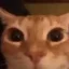 selfie cat icon