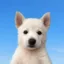 will icon