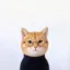 Anti Inu icon