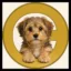 Cocka-poocoin icon